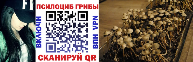 Псилоцибиновые грибы Cubensis  как найти закладки  Костомукша 